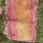 Bridelia micrantha 樹皮