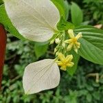 Mussaenda philippica Flors