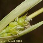 Cenchrus spinifex Fruit