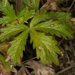 Potentilla intermedia Blad