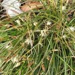 Carex humilis 花