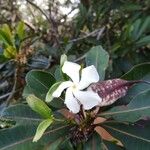 Cerberiopsis obtusifolia Flor