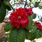Rhododendron erosum Flor
