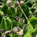 Ipomoea spathulata Fruit