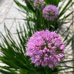 Allium angulosum Habit