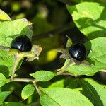 Atropa bella-donna Ліст