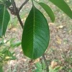 Esenbeckia leiocarpa Leaf