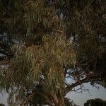 Eucalyptus camaldulensis Лист