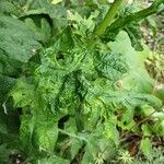 Echinops sphaerocephalus Folha