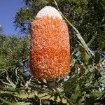 Banksia prionotes Flower