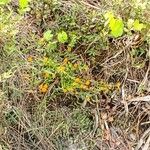 Polygala lutea Hoja