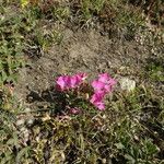 Dianthus glacialis Blüte