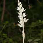 Cephalanthera austiniae Flower