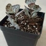 Kalanchoe rhombopilosa 叶