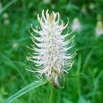 Phyteuma spicatum Flower
