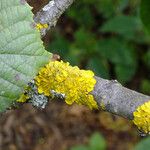 Tilia platyphyllos Bark