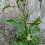 Nicotiana plumbaginifolia Blad