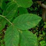 Rosa canina Liść