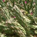 Cylindropuntia imbricata Schors