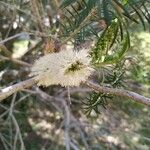 Melaleuca ericifolia Flower