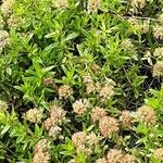 Thymus longicaulis 形態