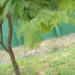 Anadenanthera colubrina മറ്റ്