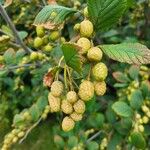 Alnus alnobetula Owoc