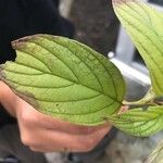 Cornus rugosa Blatt