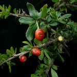 Berberis everestiana Habit