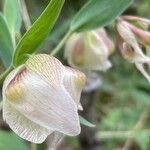 Calochortus albus Кветка