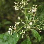 Chrysochlamys glauca Flor
