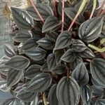 Peperomia marmorata Hoja