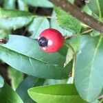 Ilex vomitoria Fruit