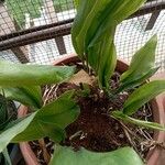 Aspidistra elatior List