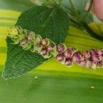 Lantana trifolia Fruit