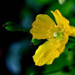 Papaver cambricum Blomma