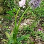 Orchis italica 整株植物