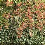 Cotoneaster coriaceus 果