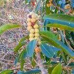 Ficus lutea फल