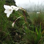 Gladiolus aequinoctialis Habit