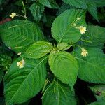 Impatiens parviflora ശീലം