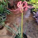 Lycoris radiata പുഷ്പം