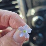 Linum pratense Flower