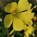 Oxalis pes-caprae Квітка