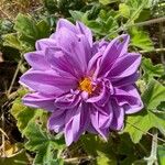 Pelargonium tomentosum Blomma