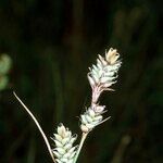 Carex buxbaumii Інше