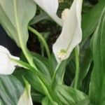 Spathiphyllum wallisii Flower