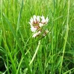 Trifolium pallescens 花