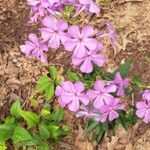 Phlox glaberrima ফুল