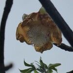 Adansonia digitata Blüte
